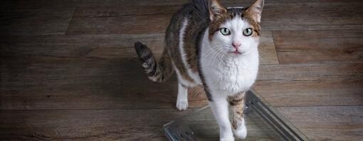 What can i feed my cat to help her gain weight cheap